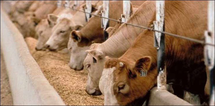 Animal Feed – UPSC Current Affairs